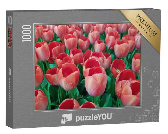 Puzzel 1000 stukjes „Perzikkleurige tulpen in een veld“