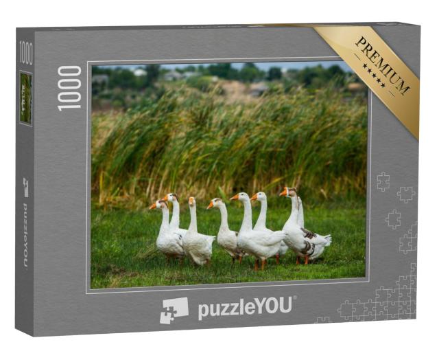 Puzzel 1000 stukjes „Witpootganzen tijdens een wandeling“