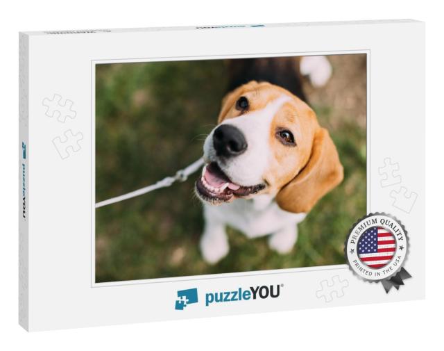 Beautiful Tricolor Puppy of English Beagle Sitting on Gre... Jigsaw Puzzle