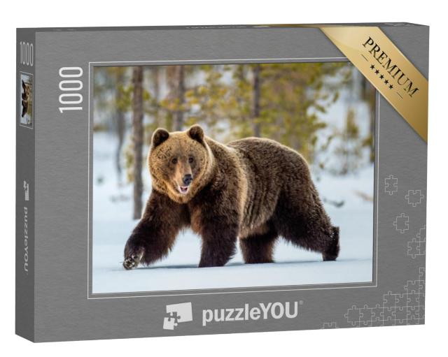 Puzzel 1000 stukjes „Volwassen wilde bruine beer zwerft door het winterse bos“