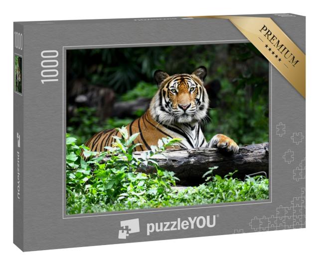 Puzzle 1000 Teile „Bengalischer Tiger“