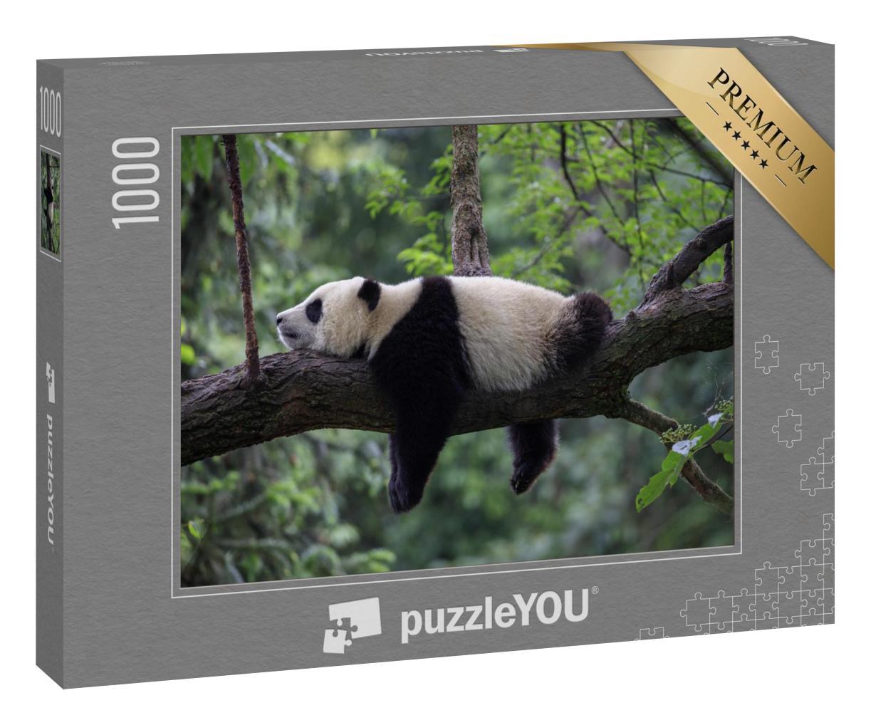 Puzzle 1000 Teile „Pandabär schlafend auf einem Baumzweig, Bifengxia Naturschutzgebiet, China“