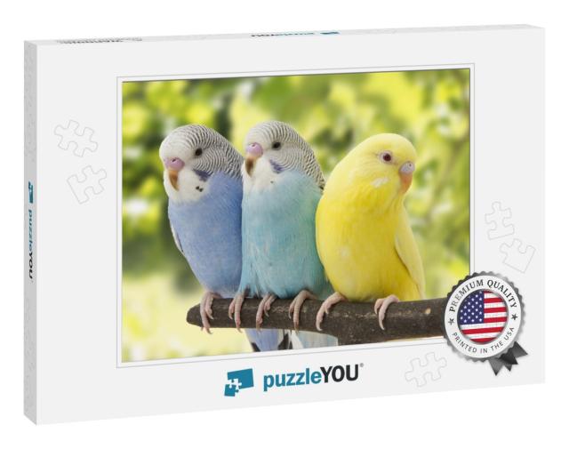 Three Budgies Are in the Roost... Jigsaw Puzzle
