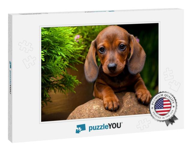 Dachshund Dog Summer Garden... Jigsaw Puzzle