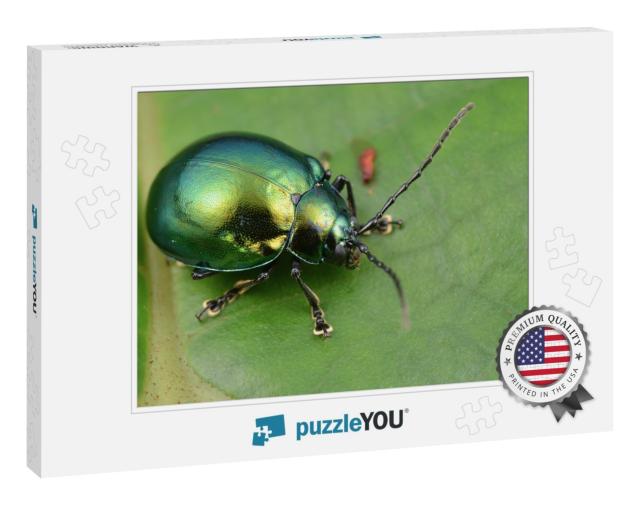 Macro Image of a Green Shiny Leaf Beetle... Jigsaw Puzzle