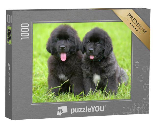 Puzzel 1000 stukjes „Twee kleine zwarte Newfoundland puppy's“