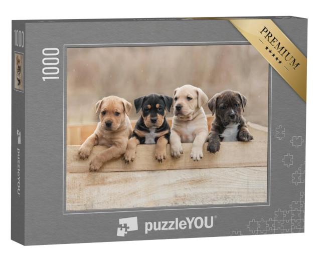 Puzzel 1000 stukjes „Amerikaanse Staffordshire Terrier puppies in een doos“