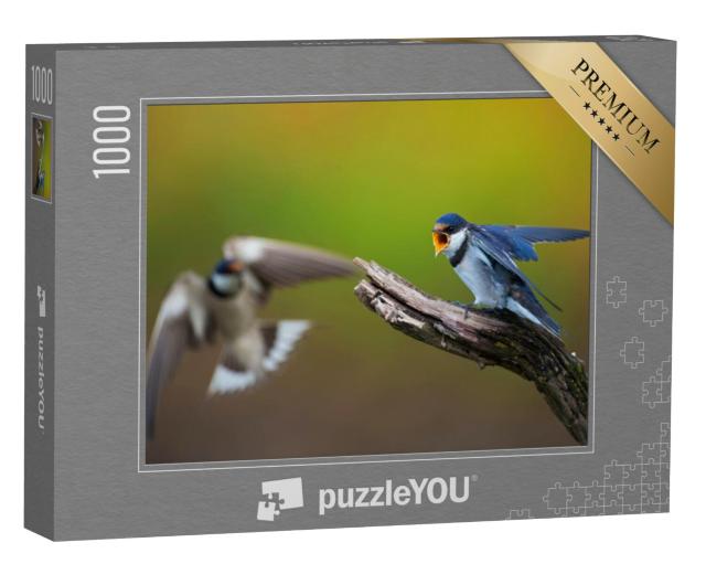 Puzzel 1000 stukjes „Twee witkeelzwaluwen in een wedstrijd“