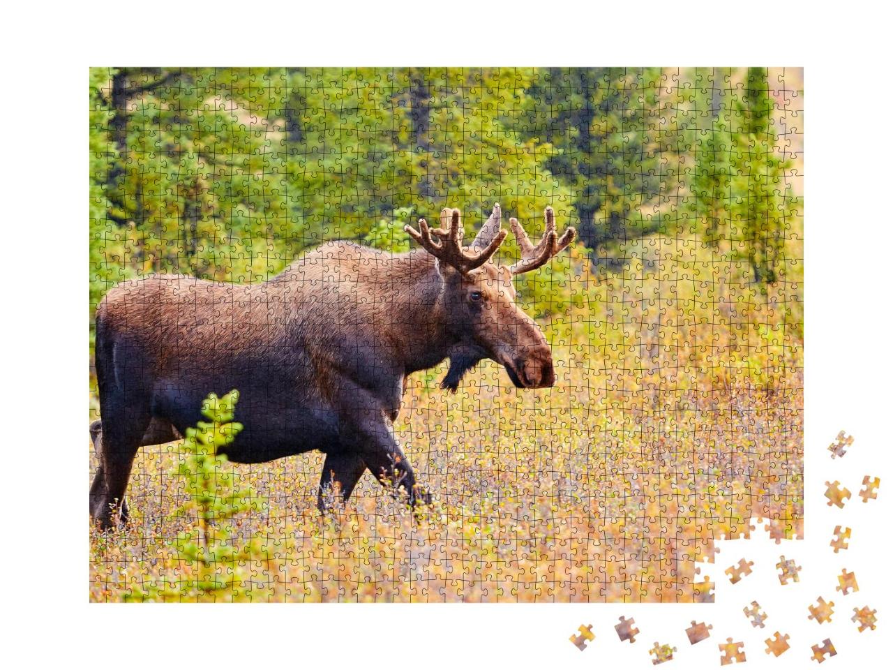 Puzzle 1000 Teile „Elch, Denali-Nationalpark, Alaska, USA“