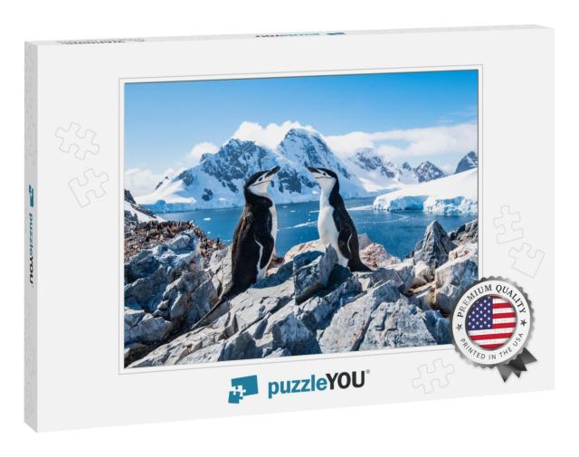 Chinstrap Penguin, Antarctica, January 2019... Jigsaw Puzzle
