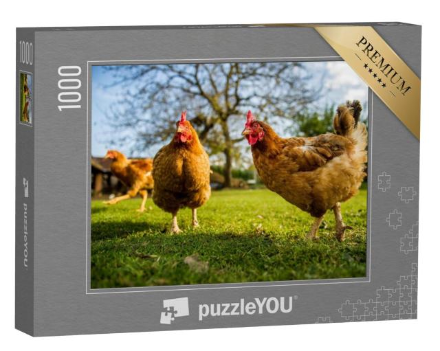 Puzzel 1000 stukjes „Scharrelkippen op een traditionele pluimveehouderij“