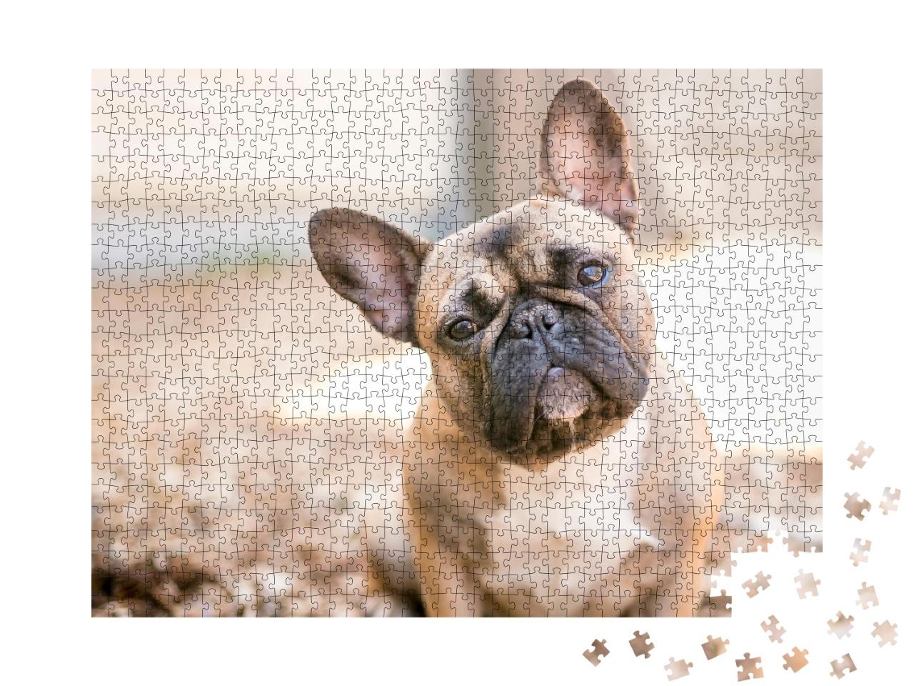Puzzle 1000 Teile „Eine süße rehbraune Französische Bulldogge“