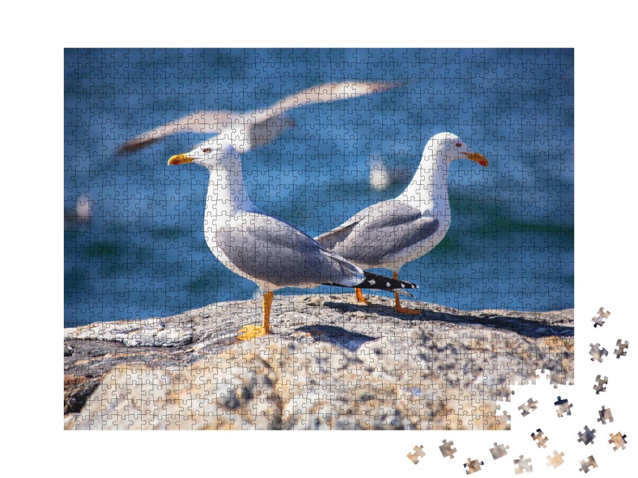 Puzzle 1000 Teile „Zwei Seemöwen am Strand“