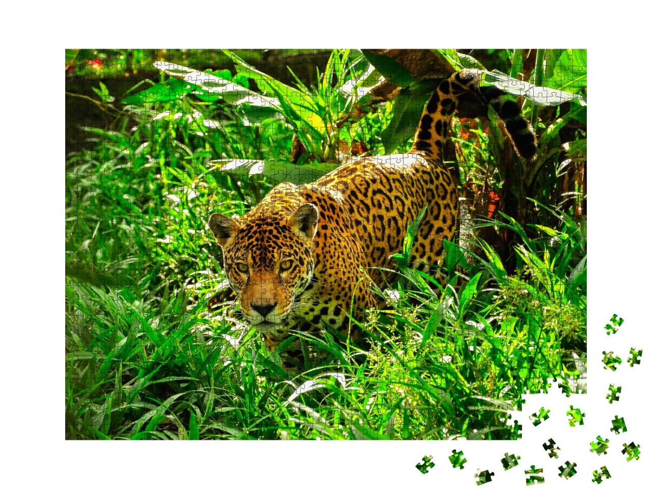 Puzzle 1000 Teile „Ein erwachsener Jaguar auf der Pirsch im Gras“