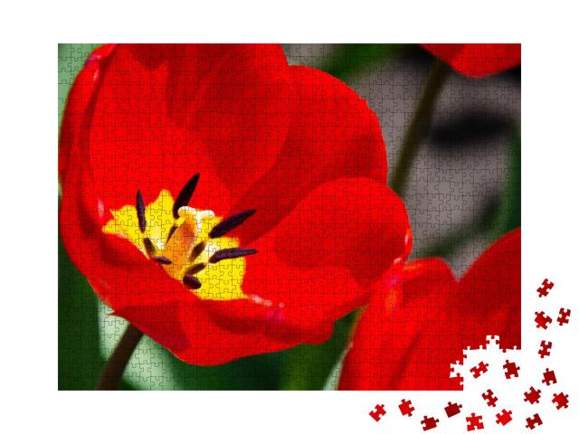 Puzzle 1000 Teile „Details der inneren Tulpenblüte mit Stempel und Staubgefäßen, Tulpe Nahaufnahme“