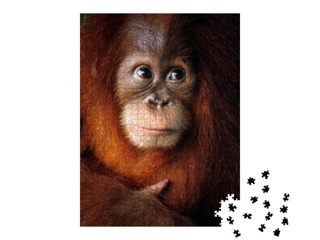 Puzzle 1000 Teile „Baby Orang-Utan, Gesicht als Nahaufnahme“