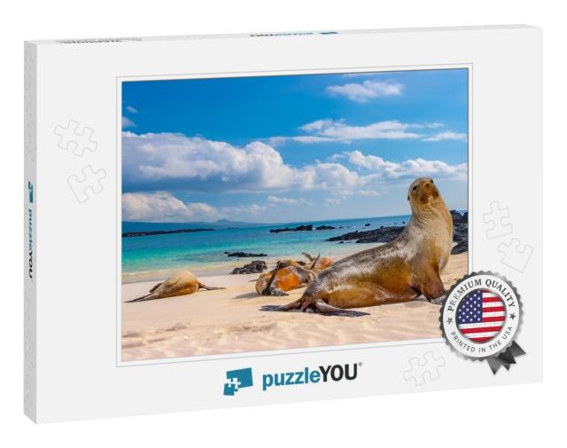 Ecuador. the Galapagos Islands. Seals Are Sleeping on the... Jigsaw Puzzle