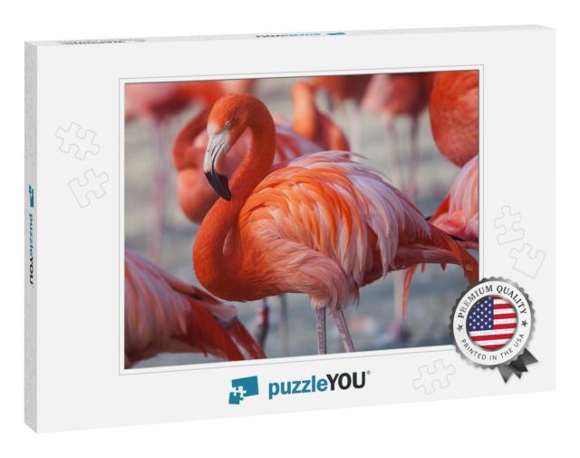 Flock of Pink Caribbean Flamingos in Water... Jigsaw Puzzle