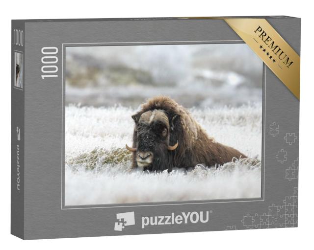 Puzzel 1000 stukjes „Muskusos op ijskoud gras“