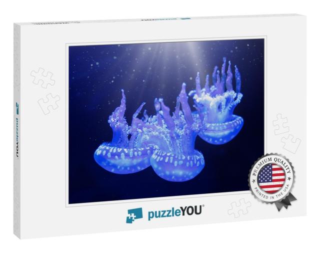 Jellyfish Underwater. Spotted Lagoon Jellyfish Mastigias... Jigsaw Puzzle