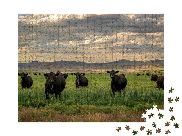 Puzzle 1000 Teile „Herde von Black-Angus-Rindern im Grasfeld“