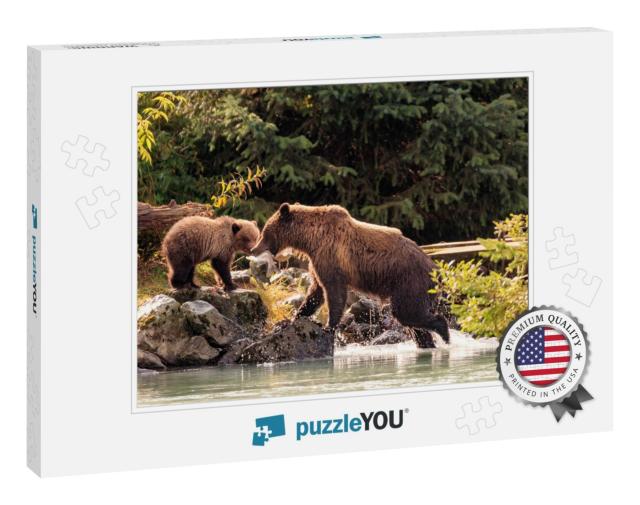 Mother Bear Fishing with Cubs in Chilkoot River, Haines A... Jigsaw Puzzle