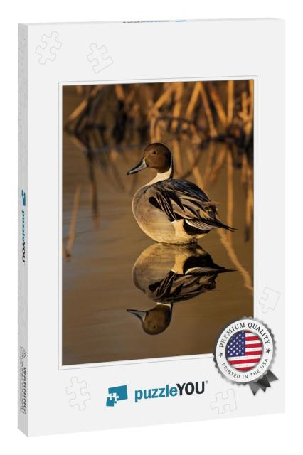 Northern Pintailed Duck in Golden Light with Reeds in the... Jigsaw Puzzle