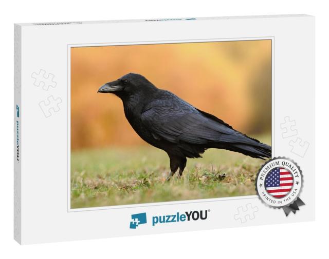 The Common Raven Corvus Corax, Also Known as the Northern... Jigsaw Puzzle