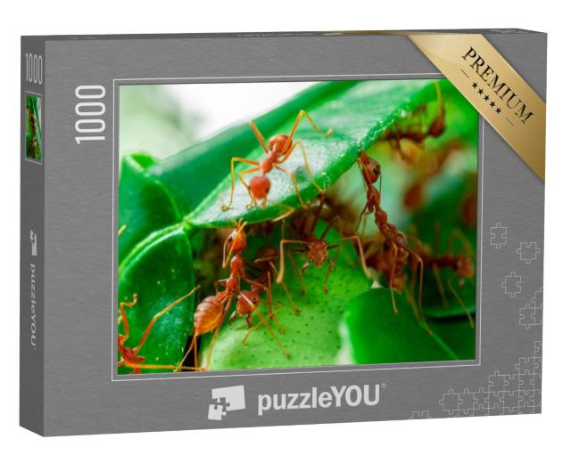 Puzzel 1000 stukjes „Mieren op een groen blad“