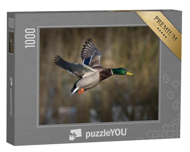 Puzzel 1000 stukjes „Wilde eend tijdens de vlucht“