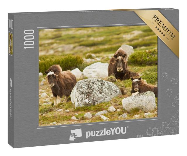 Puzzle 1000 Teile „Moschusoxen in Norwegen“