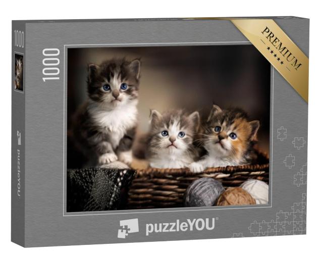 Puzzel 1000 stukjes „Drie schattige kittens, close-up“