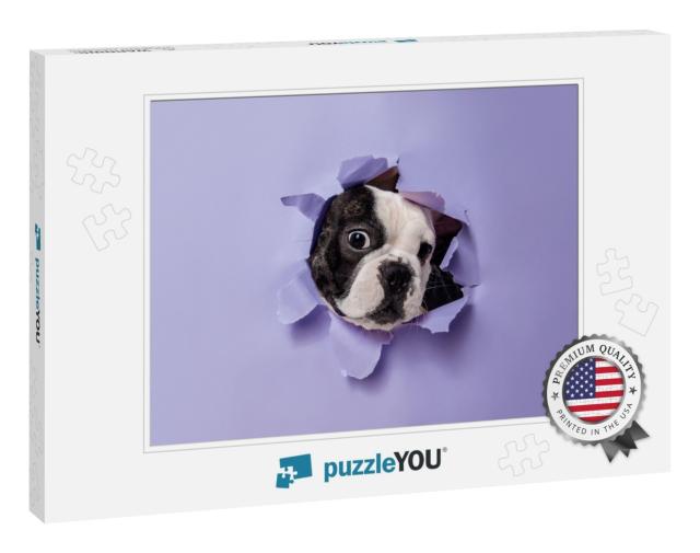 Break Through. French Bulldog Young Dog is Posing. Cute P... Jigsaw Puzzle