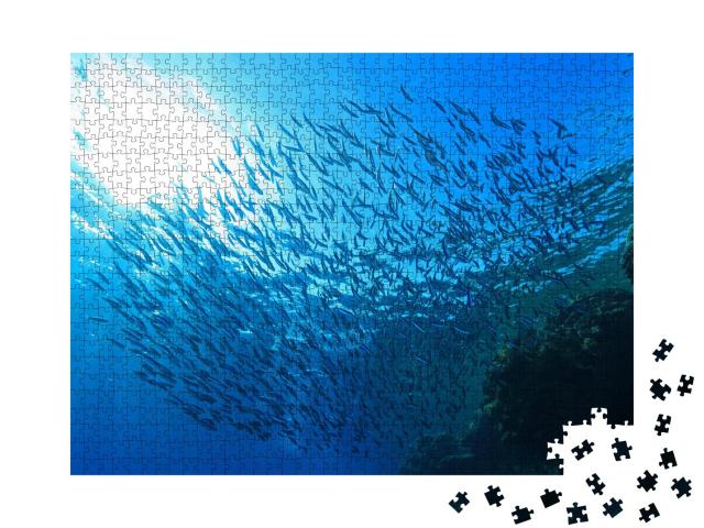 Puzzle 1000 Teile „Schwarm kleiner Fische in der Nähe eines Korallenriffs im Roten Meer“