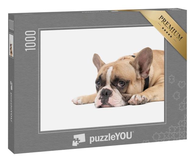 Puzzle 1000 Teile „Französische Bulldogge liegt entspannt“