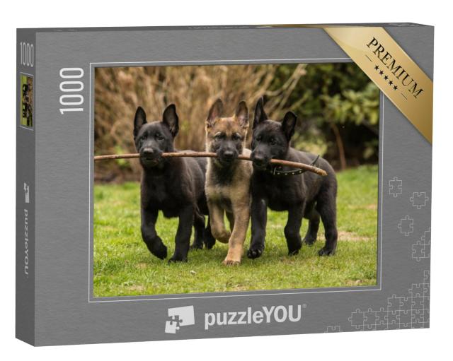 Puzzel 1000 stukjes „Drie herder puppy's brengen een stok“