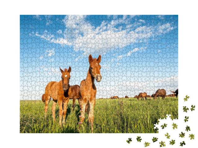 Puzzle 1000 Teile „Neugierige Fohlen auf der Weide des Rostower Staatsreservats“