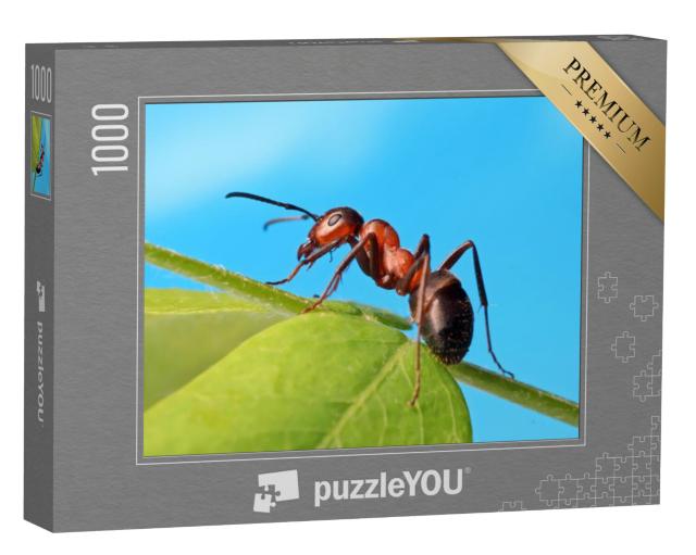 Puzzel 1000 stukjes „Mier ontspant in het gras“