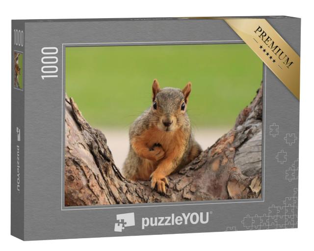 Puzzel 1000 stukjes „Portret van een vosseekhoorn, Sciurus niger, Denver, Colorado“