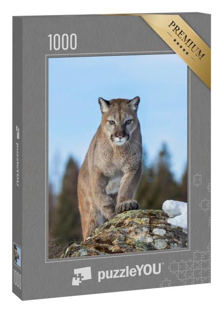 Puzzle 1000 Teile „Puma oder Berglöwe im Winter von Montana, USA“
