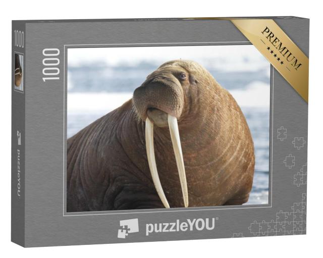 Puzzel 1000 stukjes „Close-up van een walrus“