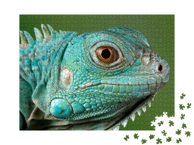 Puzzle 1000 Teile „Blauer Leguan: Nahaufnahme vom Kopf“