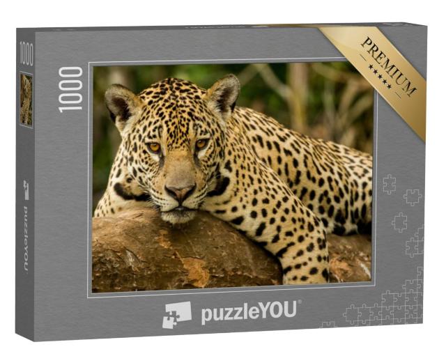 Puzzel 1000 stukjes „De Jaguar“