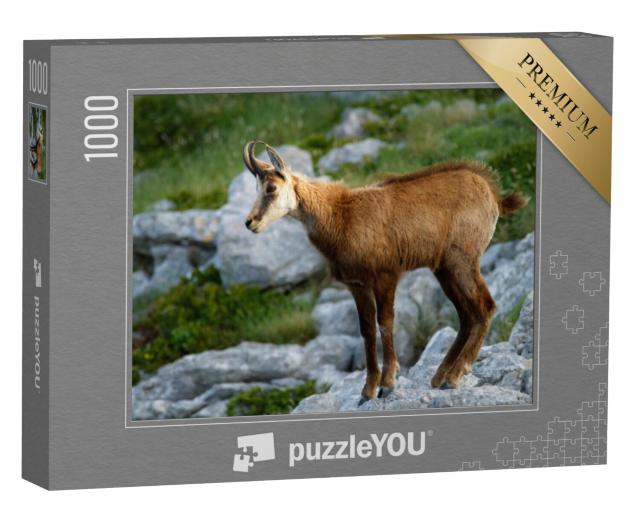 Puzzel 1000 stukjes „Gemzen in natuurpark Biokovo, Kroatië“