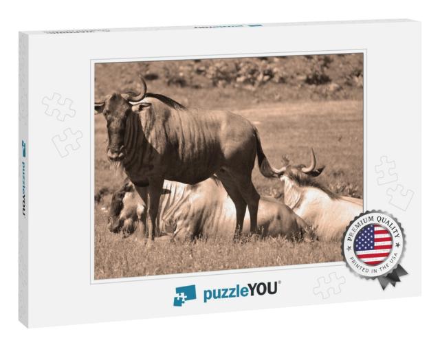The Wildebeest or Wildebai, Also Called the Gnu is an Ant... Jigsaw Puzzle