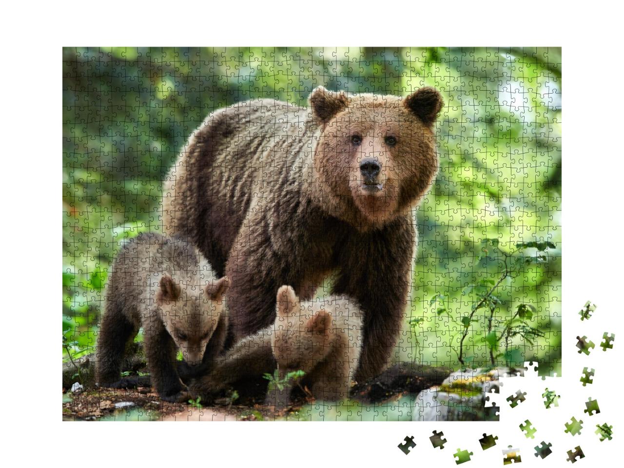 Puzzle 1000 Teile „Wilder Braunbär, Ursus arctos in Nahaufnahme“