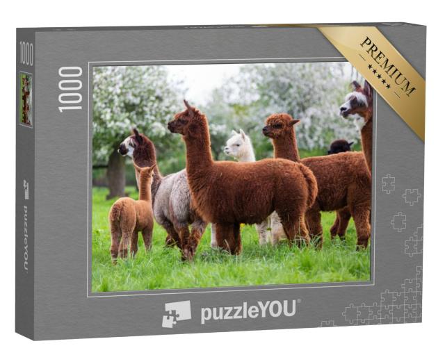 Puzzel 1000 stukjes „Een kudde alpaca's in een lenteweide“