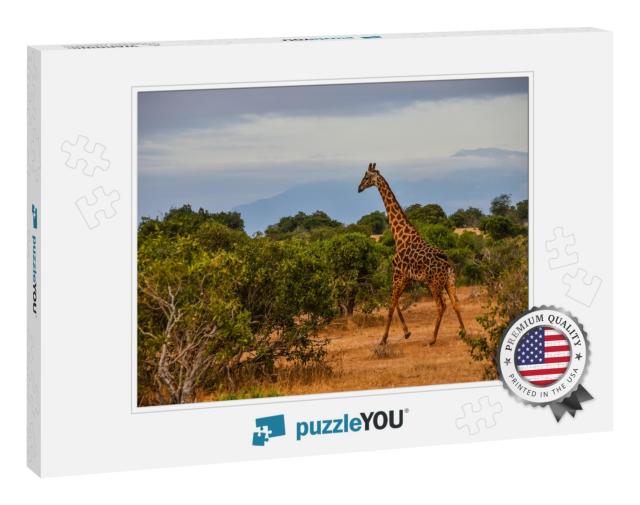 Kenya, Safari, Giraffe in the Middle of Savanna... Jigsaw Puzzle