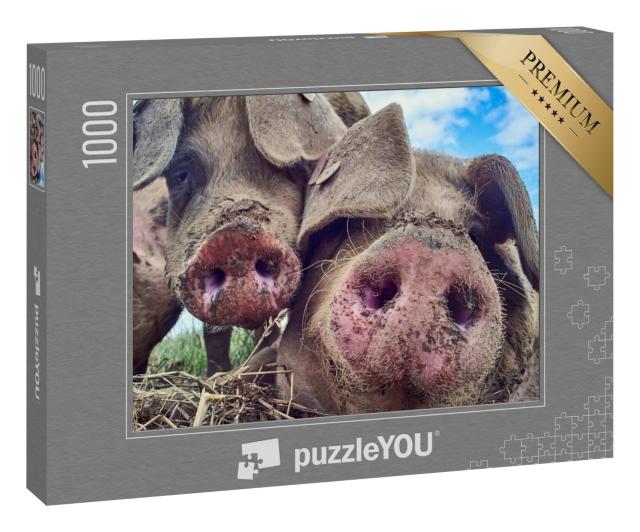Puzzle „Glückliche Schweine“
