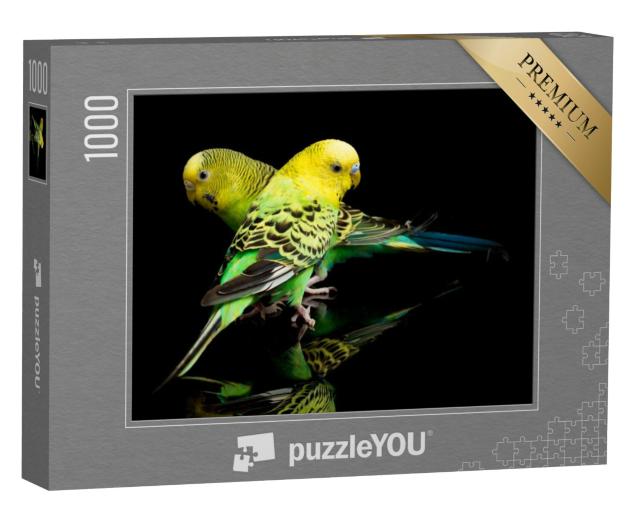 Puzzel 1000 stukjes „Een koppel grasparkieten, Melopsittacus undulatus“